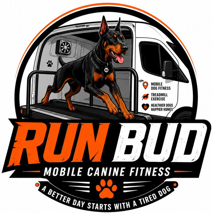 Run Bud Mobile Canine Fitness — Doberman on treadmill in mobile fitness van